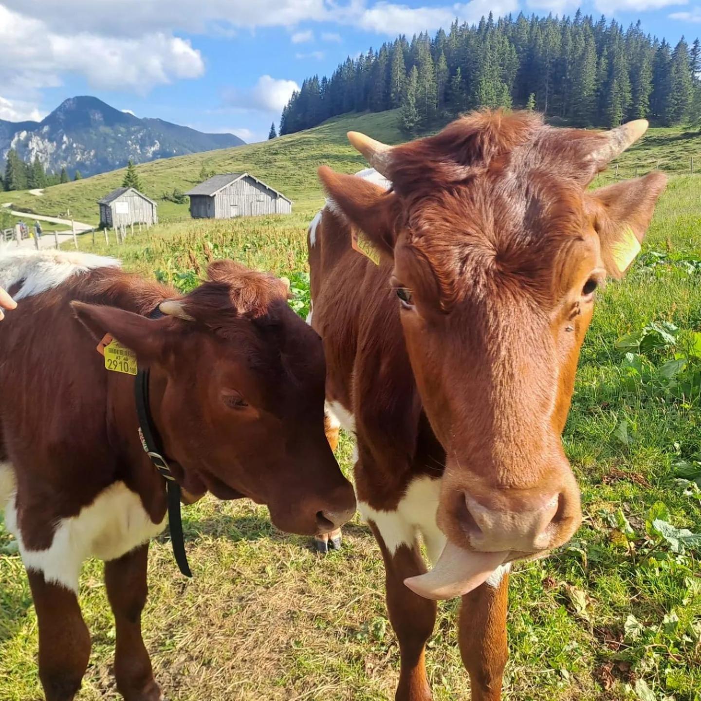 Mountainlove Штробль Екстер'єр фото